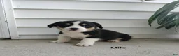 Welsh Corgi Pembroke dogs for sale: Milo - Ad 3