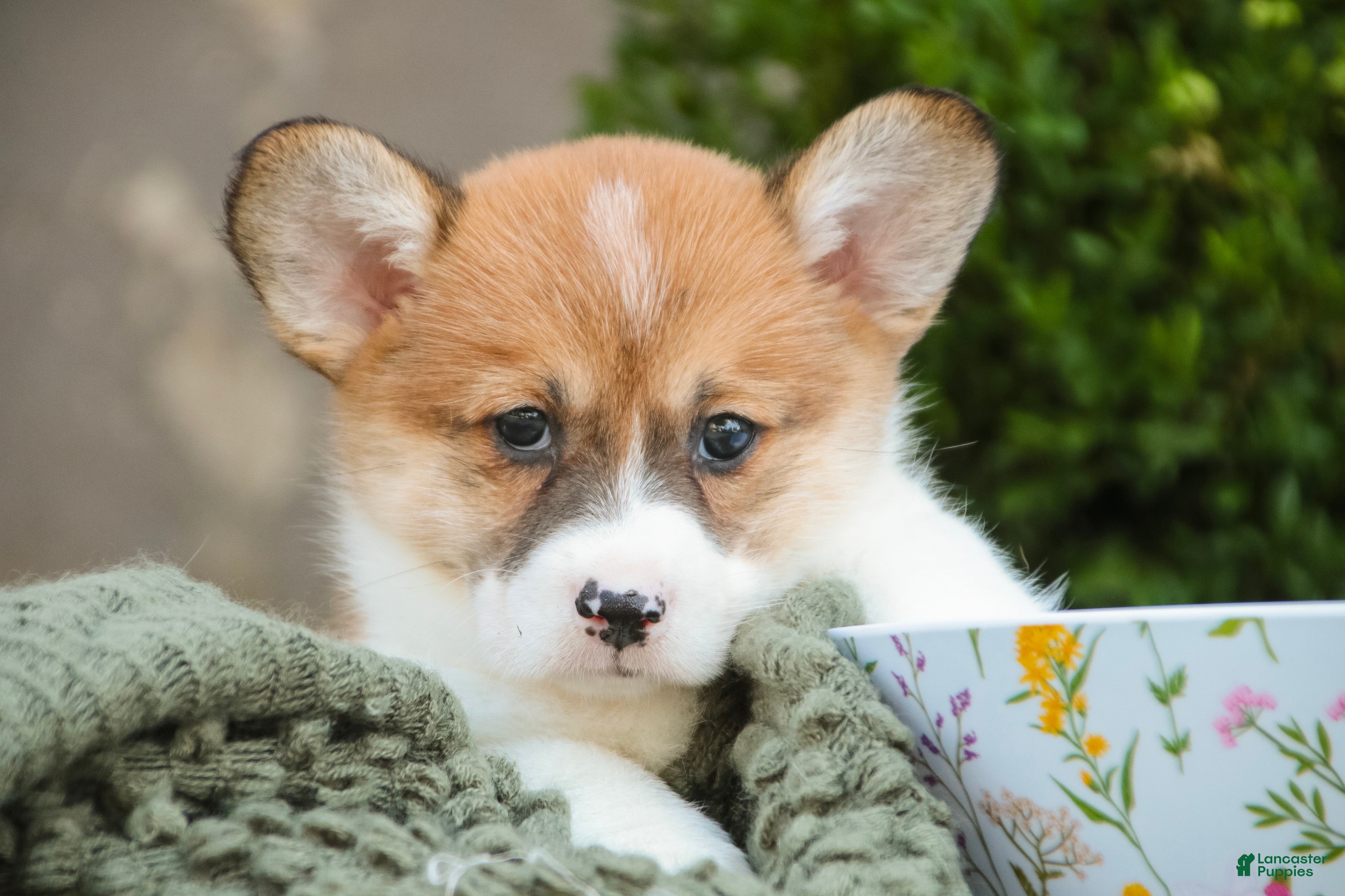 Welsh Corgi Pembroke dogs Lucky Charm Welsh Corgi Pembroke  - Ad 2