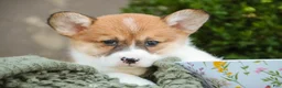Welsh Corgi Pembroke dogs for sale: Lucky Charm Welsh Corgi Pembroke  - Ad 2