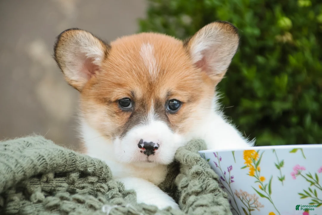 Welsh Corgi Pembroke dogs for sale: Lucky Charm Welsh Corgi Pembroke  - Ad 2