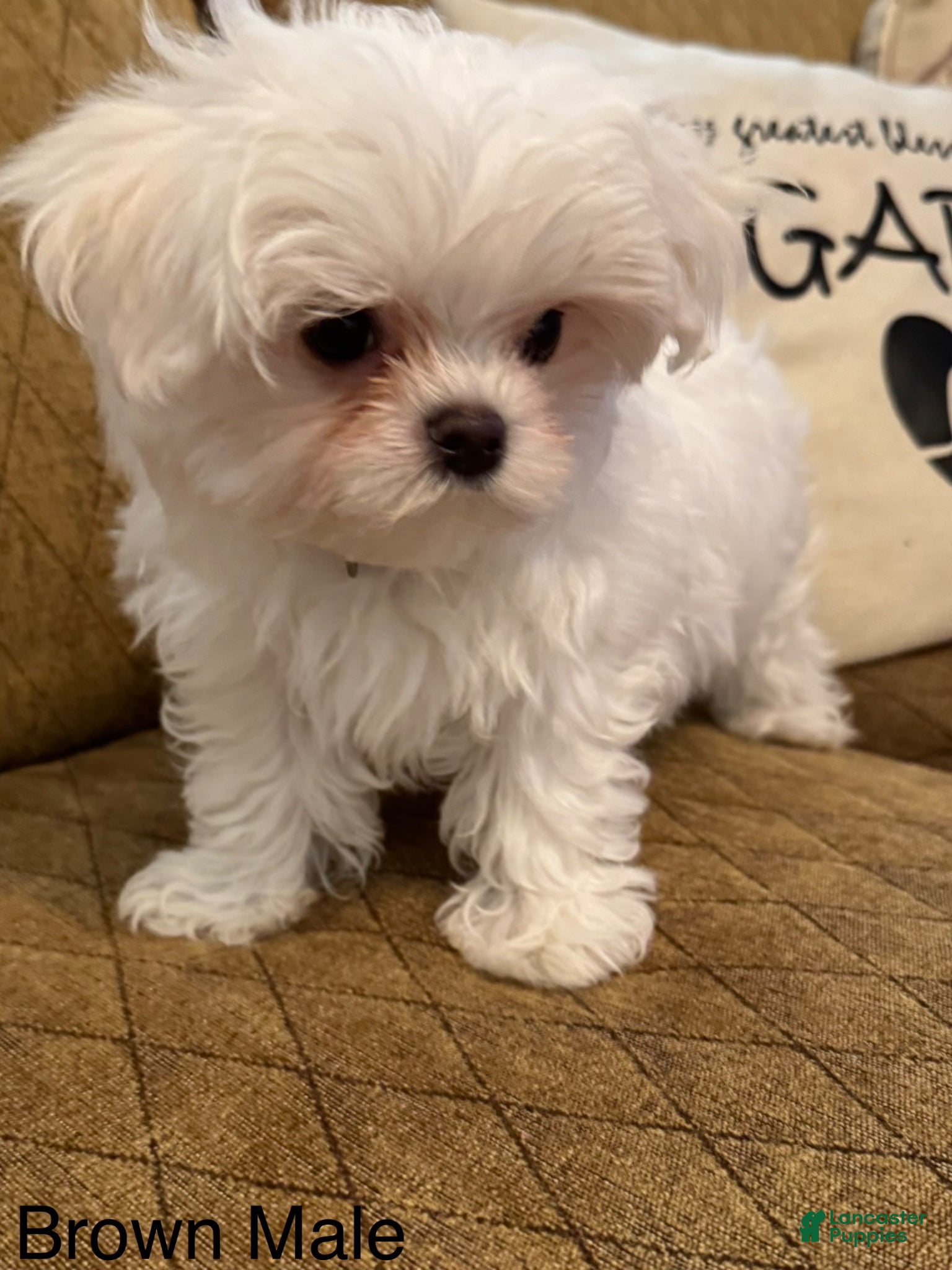 Maltese dogs Maltese Puppy 2 (brown male) - Ad 1