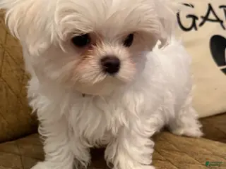 Maltese dogs for sale: Maltese Puppy 2 (brown male) - Ad 3