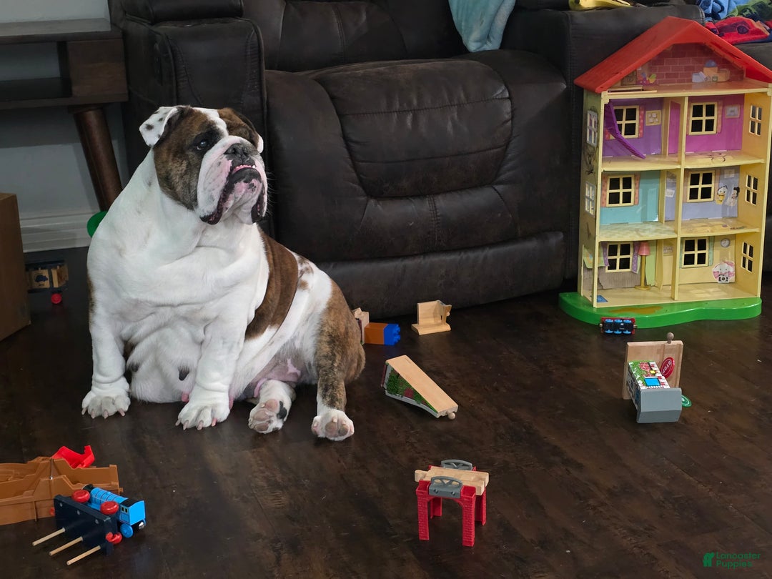 English Bulldog dogs for sale: Bella  - Ad 4