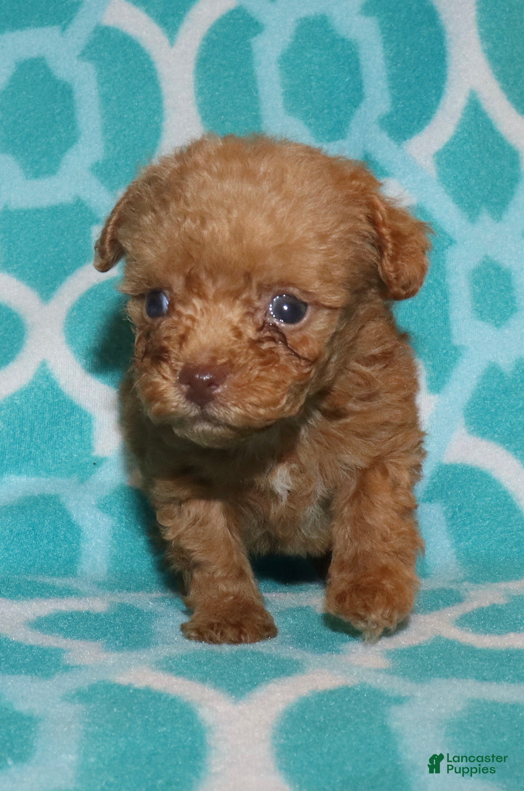 Toy Poodle dogs for sale: Double T Summer’s apricot male - Ad 17