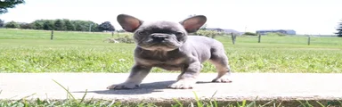 Trixie