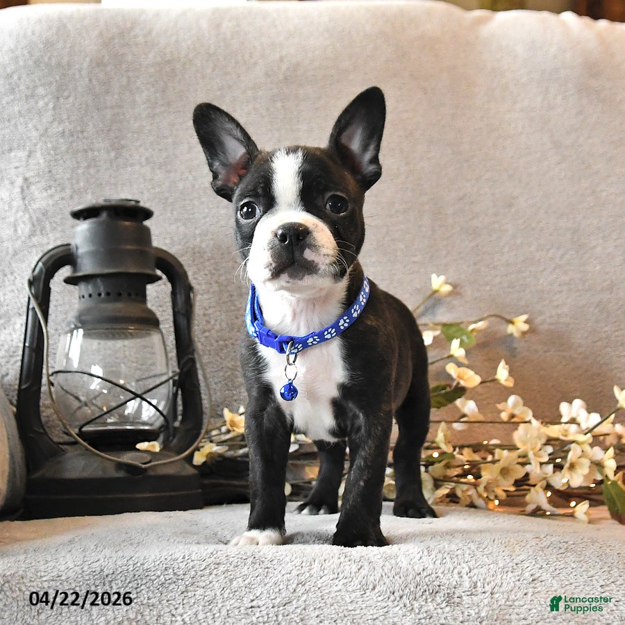 Boston Terrier dogs Rocky - Ad 2