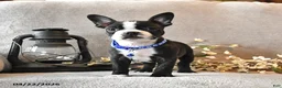 Boston Terrier dogs for sale: Rocky - Ad 2