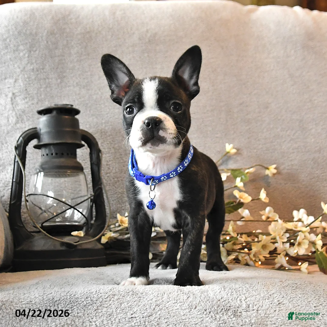 Boston Terrier dogs for sale: Rocky - Ad 2