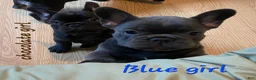French Bulldog dogs for sale: French Bulldog Puppy 4 - Ad 2