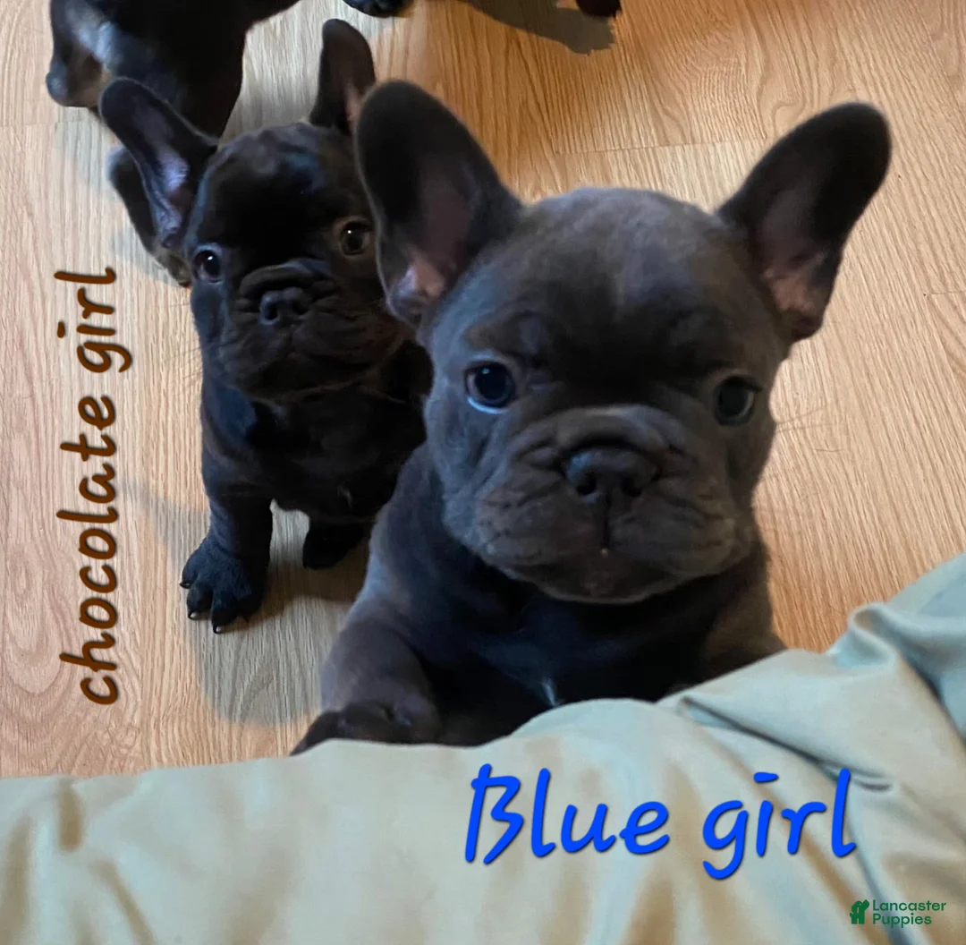 French Bulldog dogs for sale: French Bulldog Puppy 4 - Ad 2