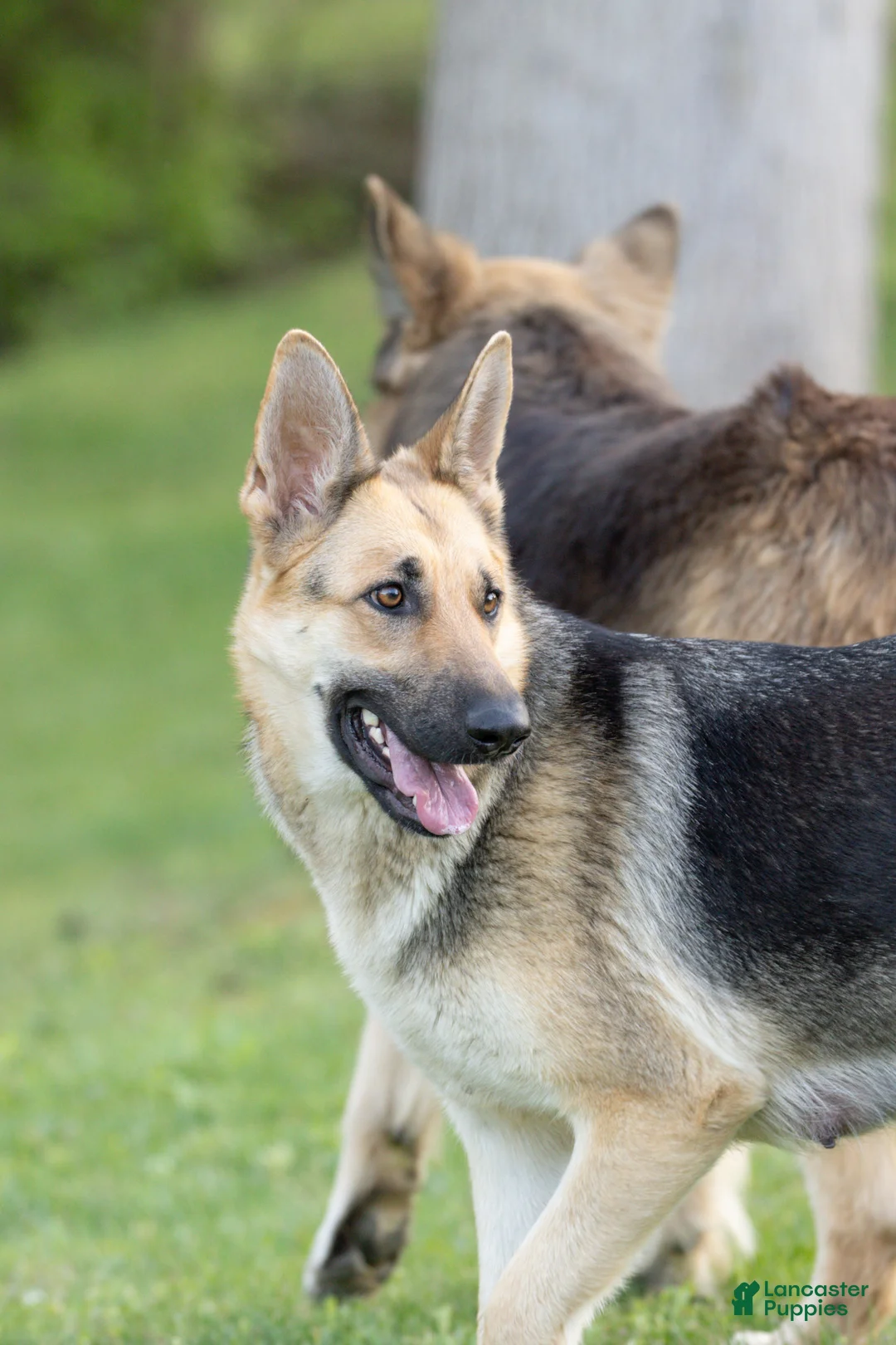 German Shepherd dogs for sale: German Shepherd Puppy 2 - Ad 2