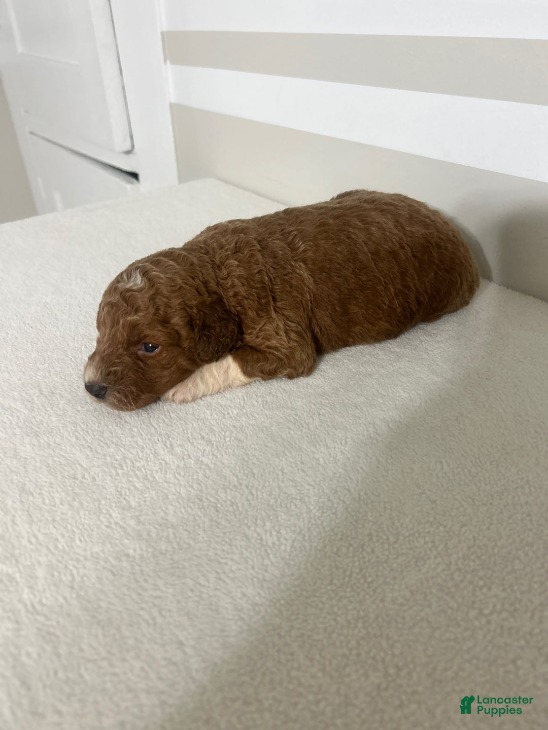 Mini Goldendoodle dogs for sale: Chad - Ad 5