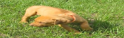 Rhodesian Ridgeback dogs for sale: Rhodesian Ridgeback 4 - Ad 3