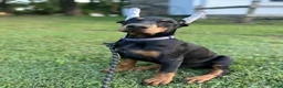 Doberman Pinscher dogs for sale: gemma - Ad 6