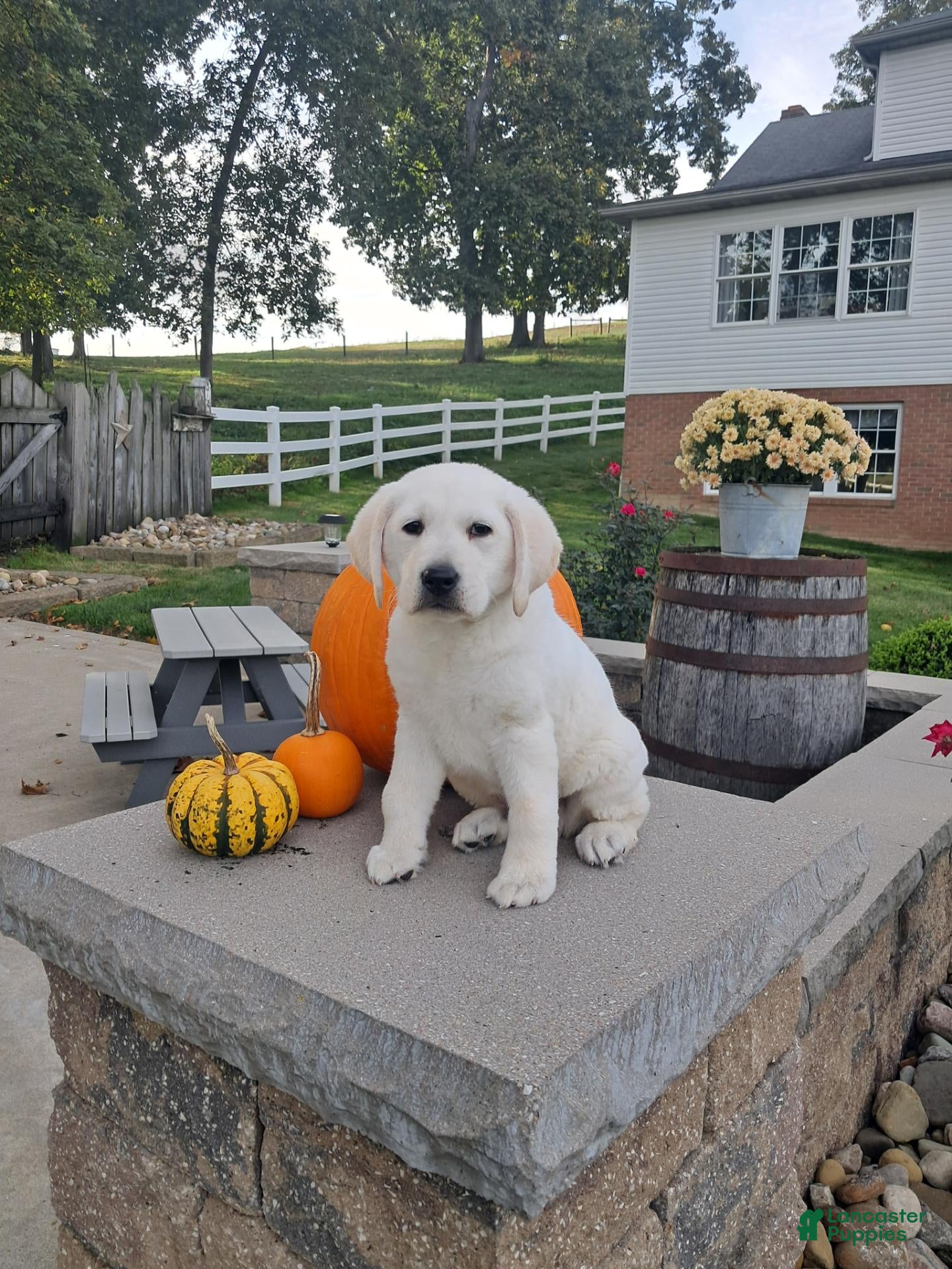 Labrador Retriever dogs Labrador Retriever 1 - Ad 1