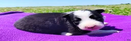 Border Collie dogs for sale: Eco - Ad 20
