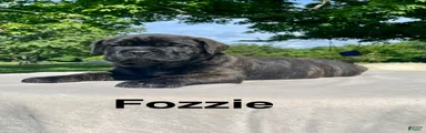 Cane corso fozzie