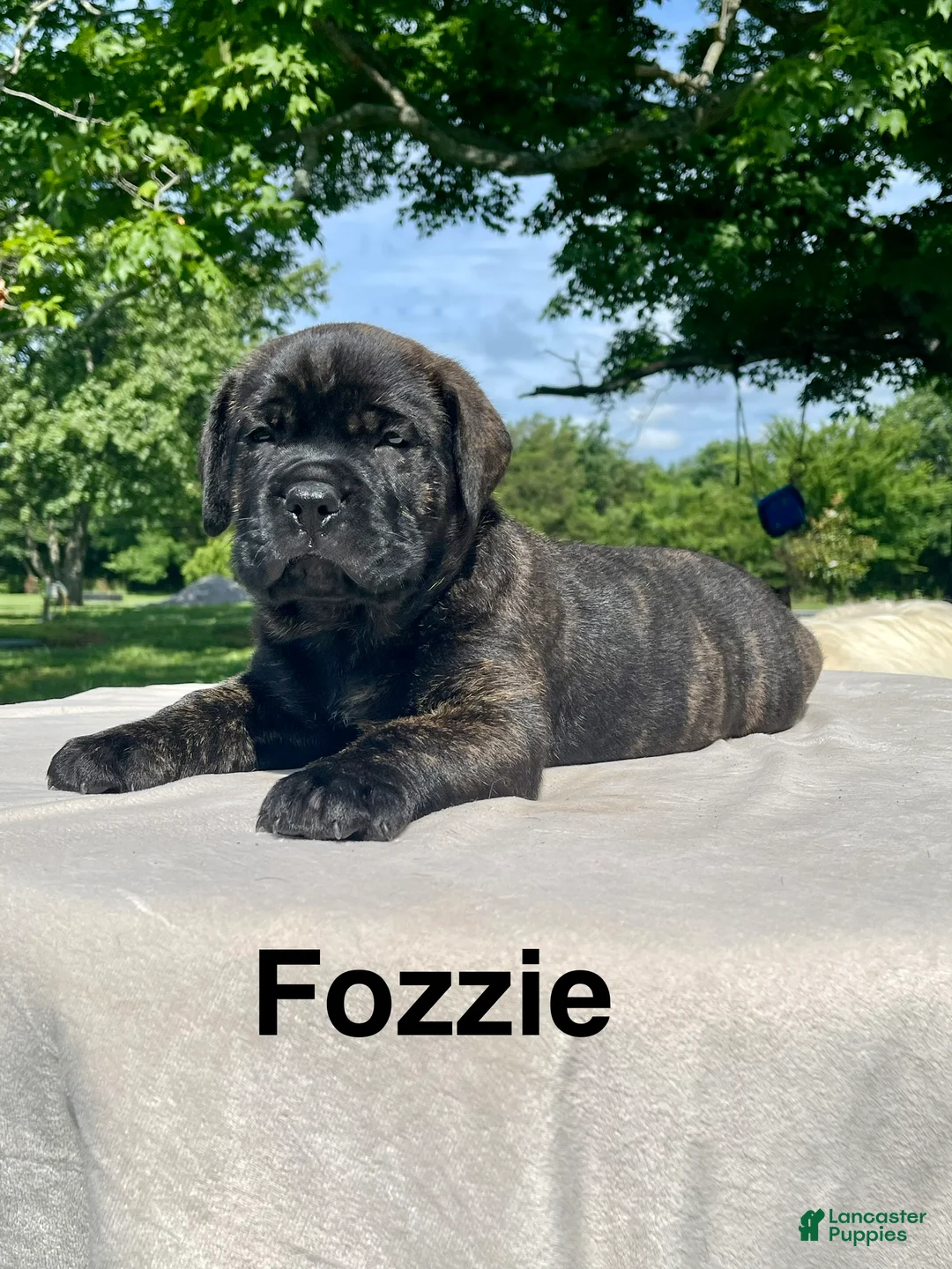 Cane Corso dogs for sale: Cane corso fozzie - Ad 1