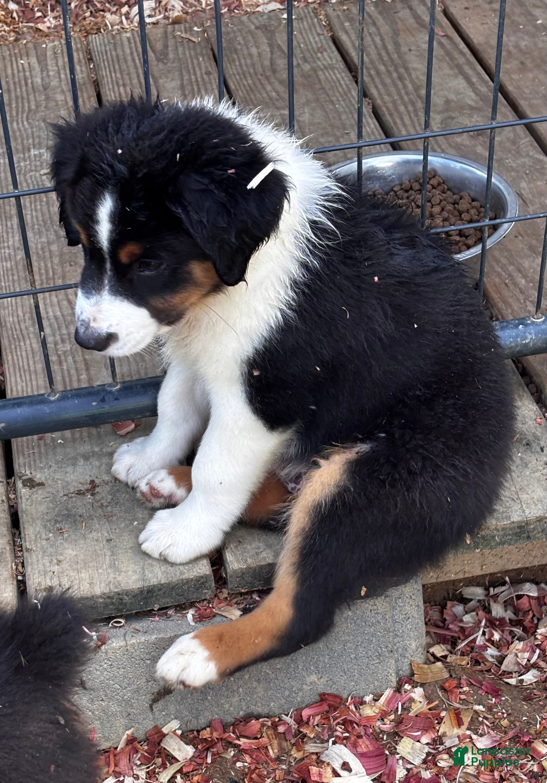 Miniature Australian Shepherd dogs #7 Bear - Ad 2