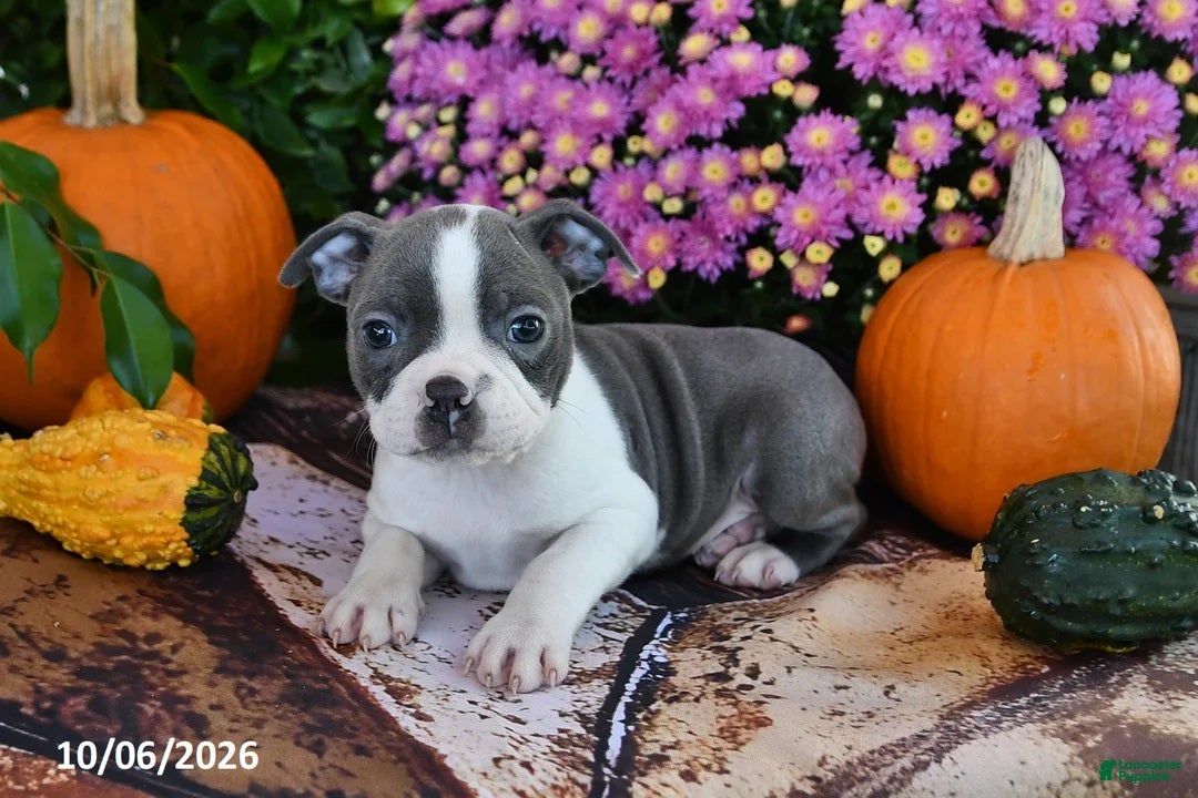 Boston Terrier dogs for sale: Parker Male Boston Terrier - Ad 2