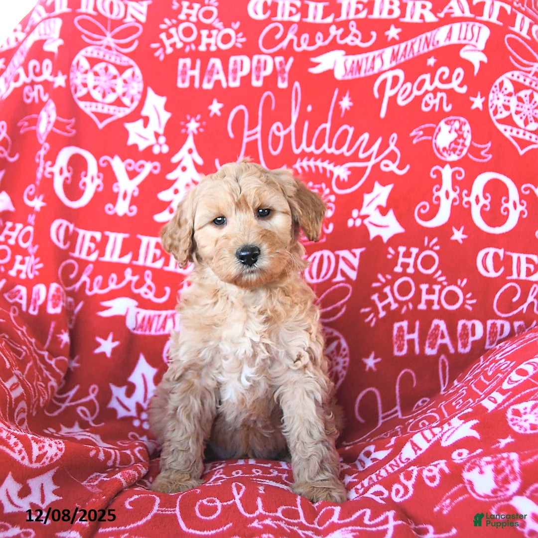 Mini Goldendoodle dogs for sale: Santa   - Ad 3