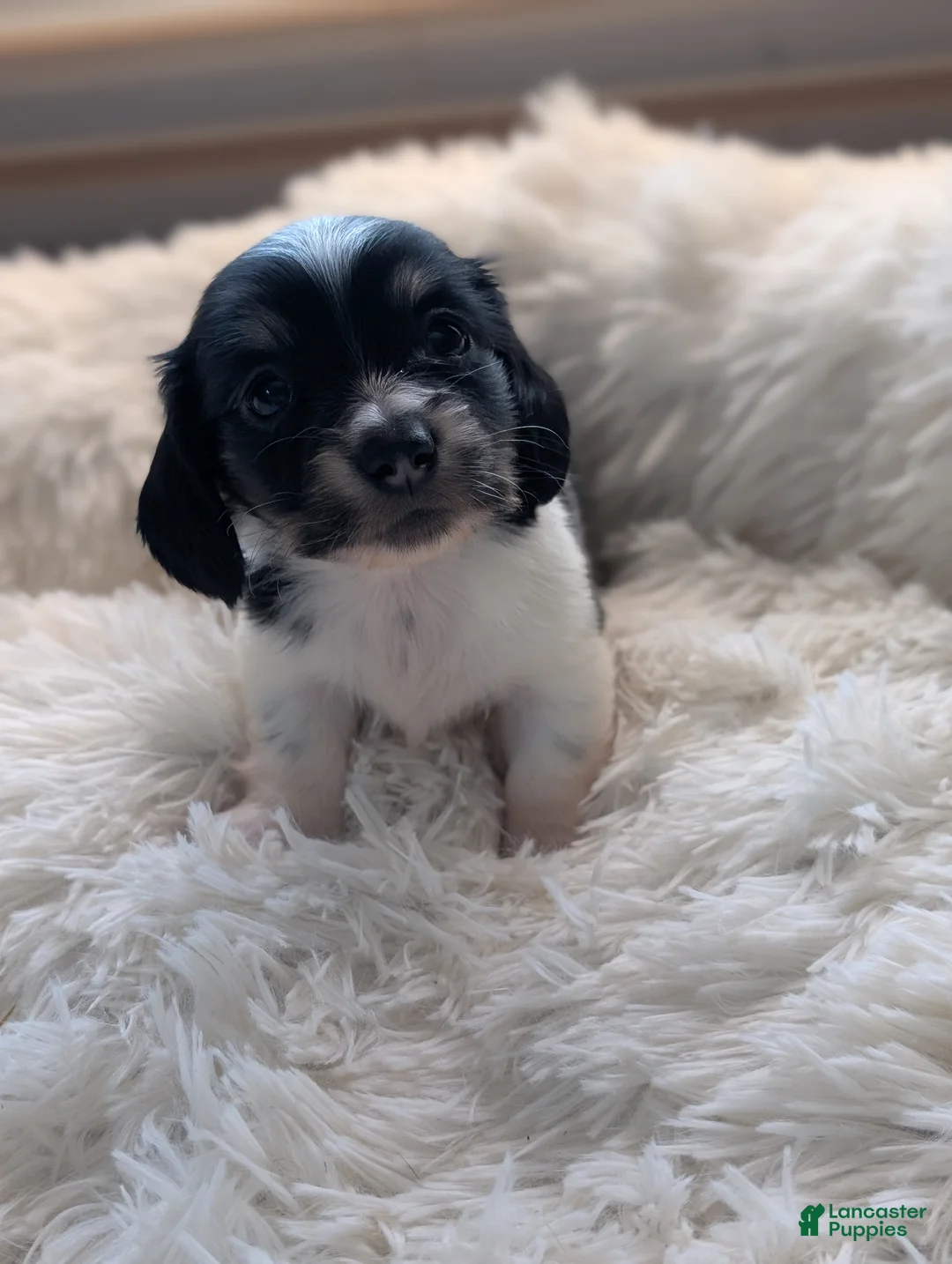 Miniature Dachshund dogs for sale: Miniature Dachshund Puppy 4 - Ad 2