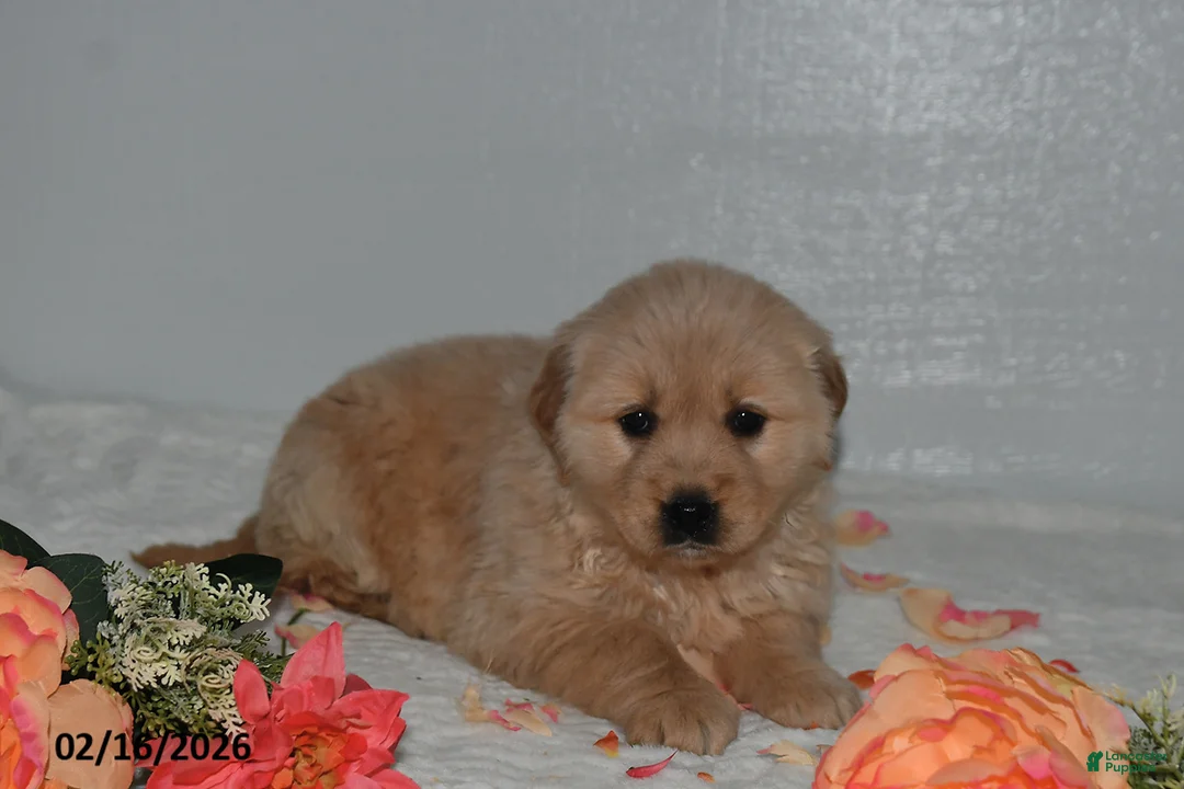 Golden Retriever dogs for sale: Lily - Ad 3