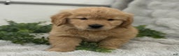 Golden Retriever dogs for sale: Snow Ball - Ad 15