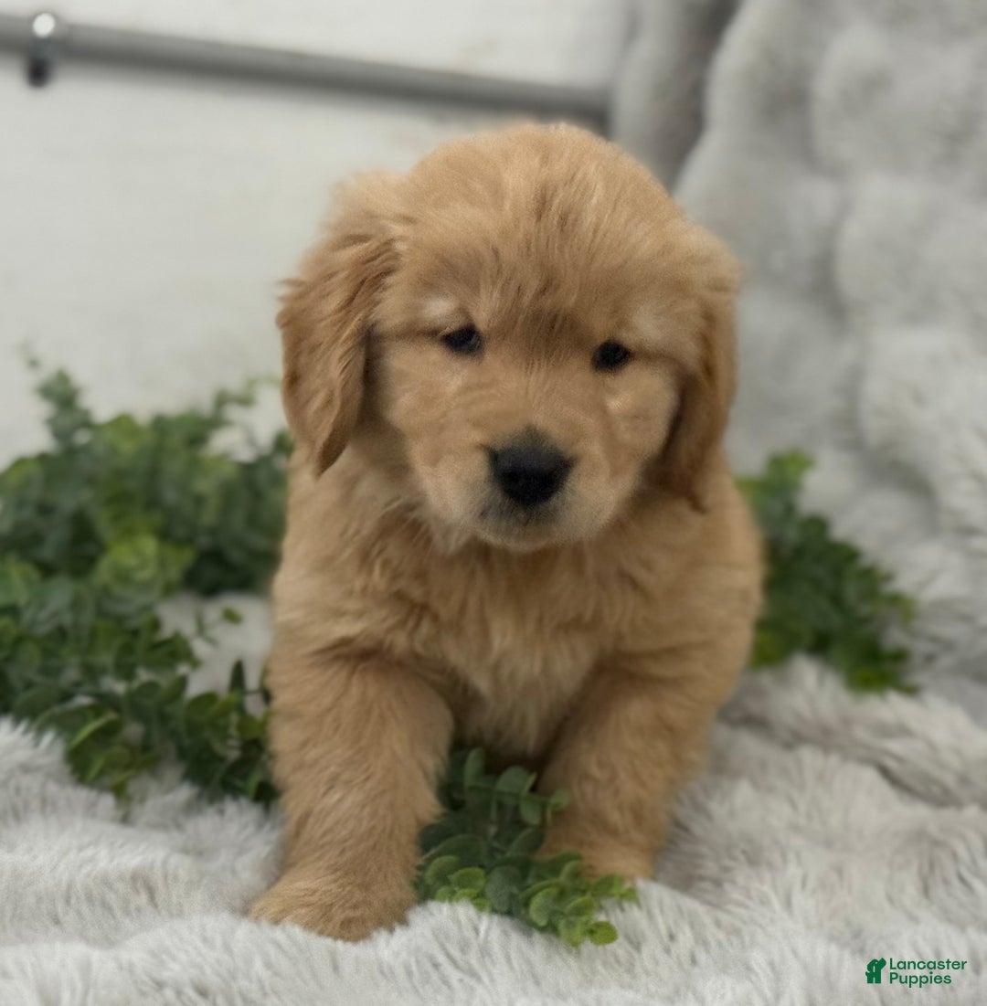 Golden Retriever dogs for sale: Snow Ball - Ad 15