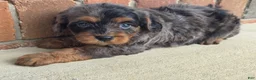 Cavapoo dogs for sale: Bella - Ad 3
