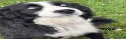 Australian Shepherd dogs for sale: Shiloh - Ad 3