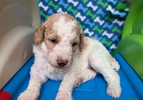 Standard Poodle dogs Switzerland - Ad 1