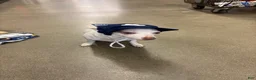 Chihuahua dogs for sale: Casper - Ad 18