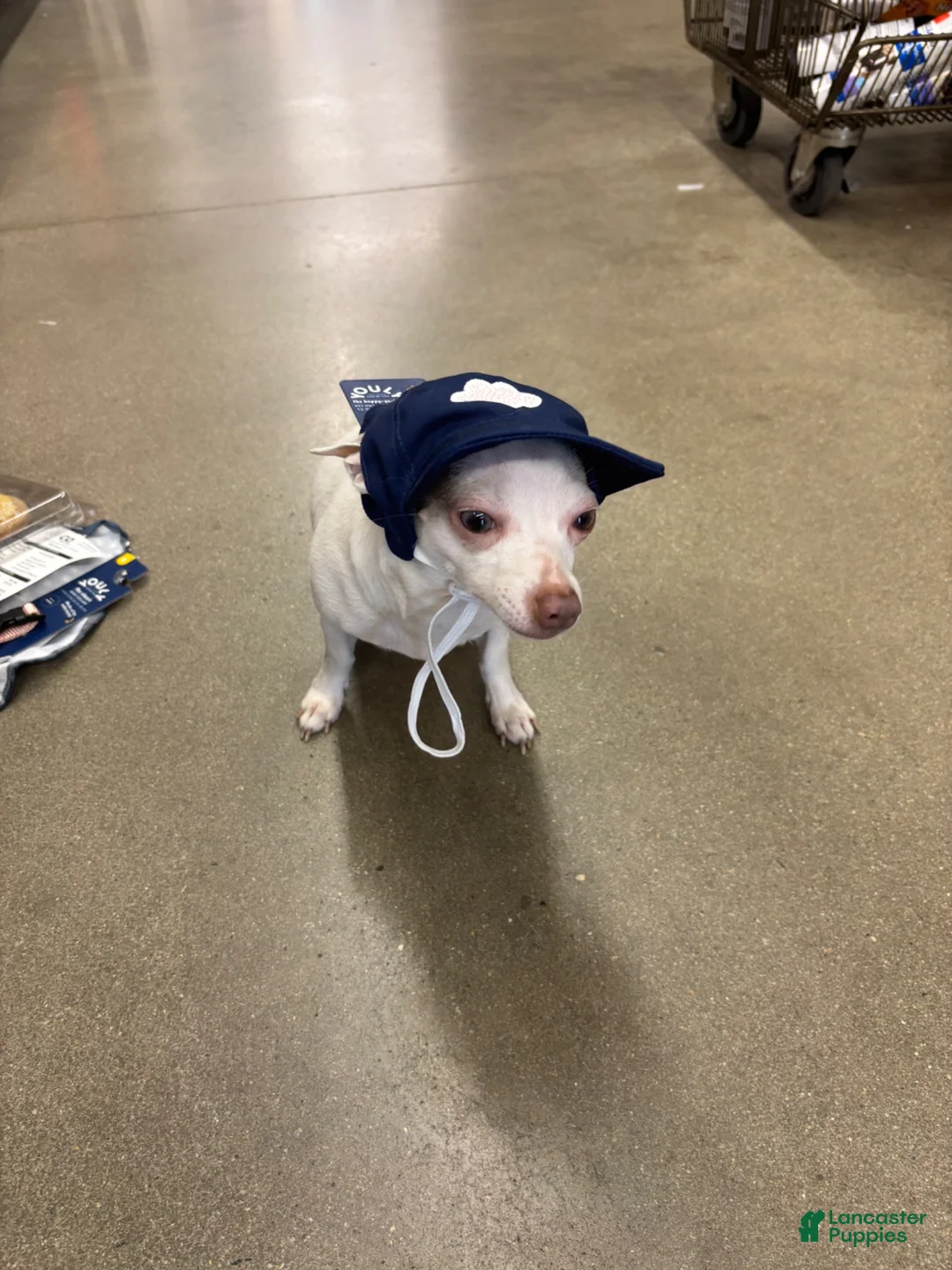 Chihuahua dogs for sale: Casper - Ad 18