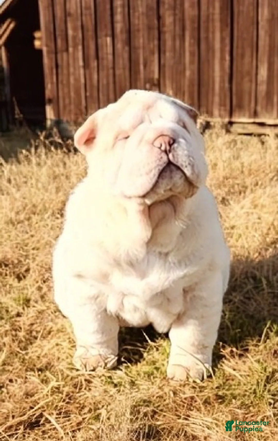 Shar Pei dogs for sale: Blizzard mini - Ad 29
