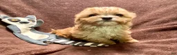 Cavapoo dogs for sale: Ruby - Ad 4