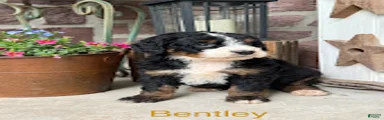 Bentley