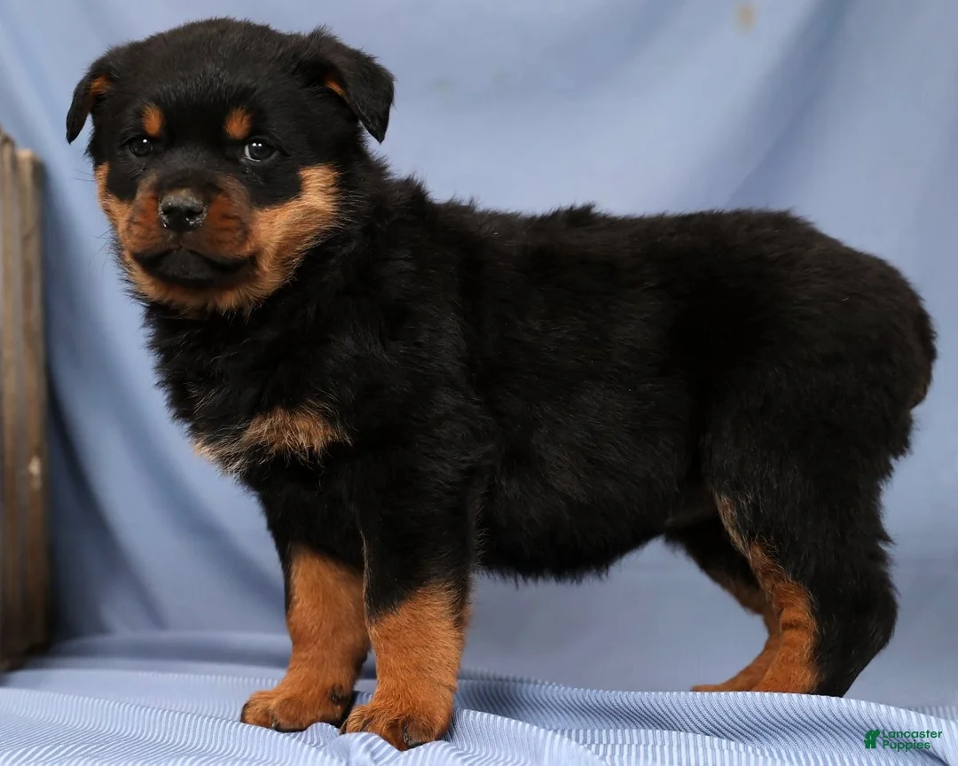Rottweiler dogs for sale: Lucy - Ad 4