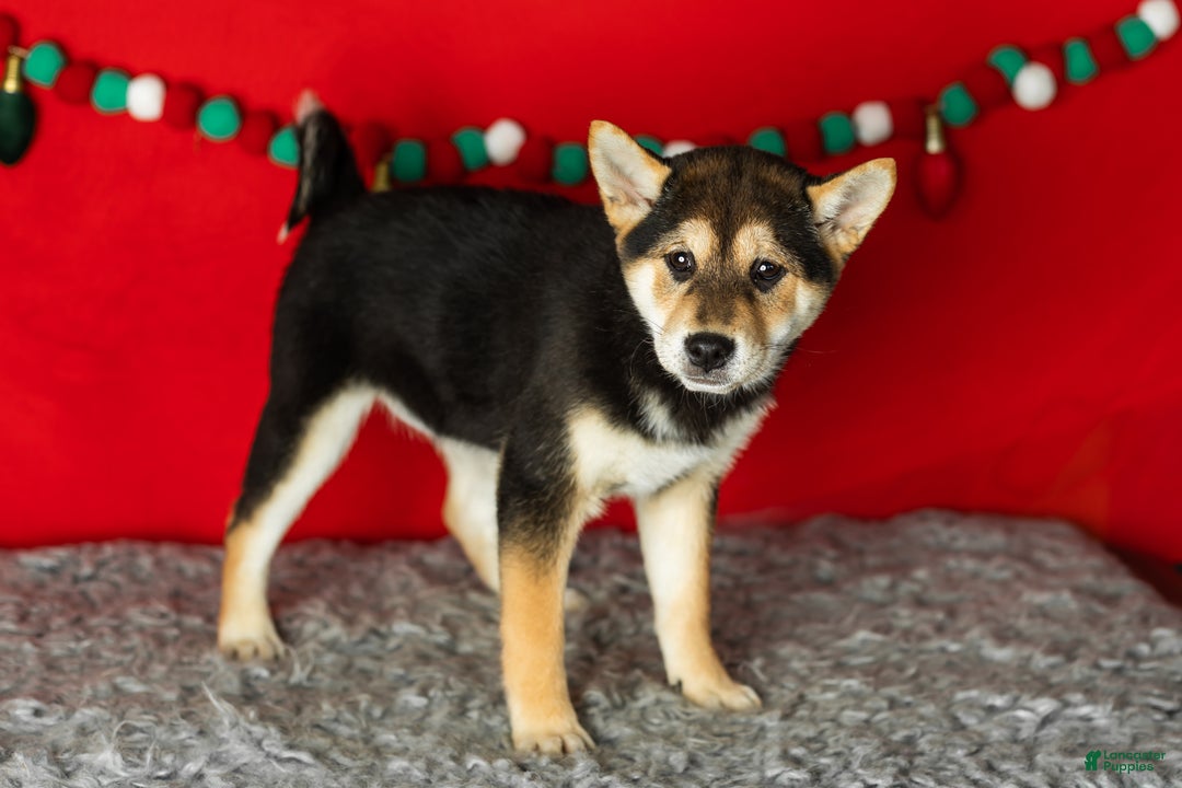 Shiba Inu dogs for sale: Lacy  - Ad 4
