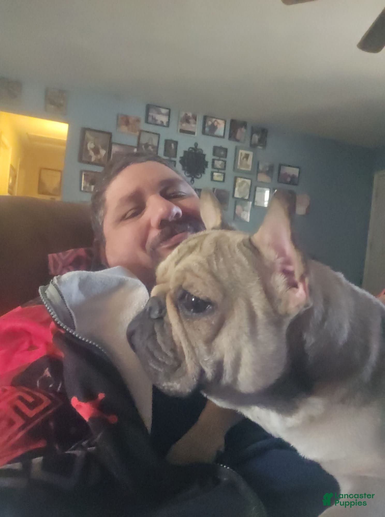 French Bulldog dogs French Bulldog Puppy 1 - Ad 21