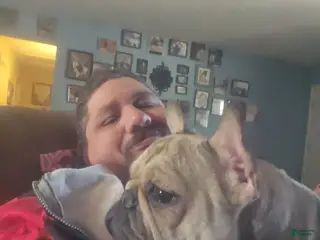 French Bulldog dogs French Bulldog Puppy 1 - Ad 26