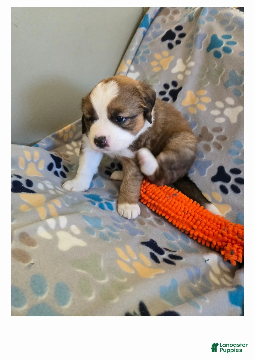 Mixed Breed dogs for sale: Princess - Ad 14