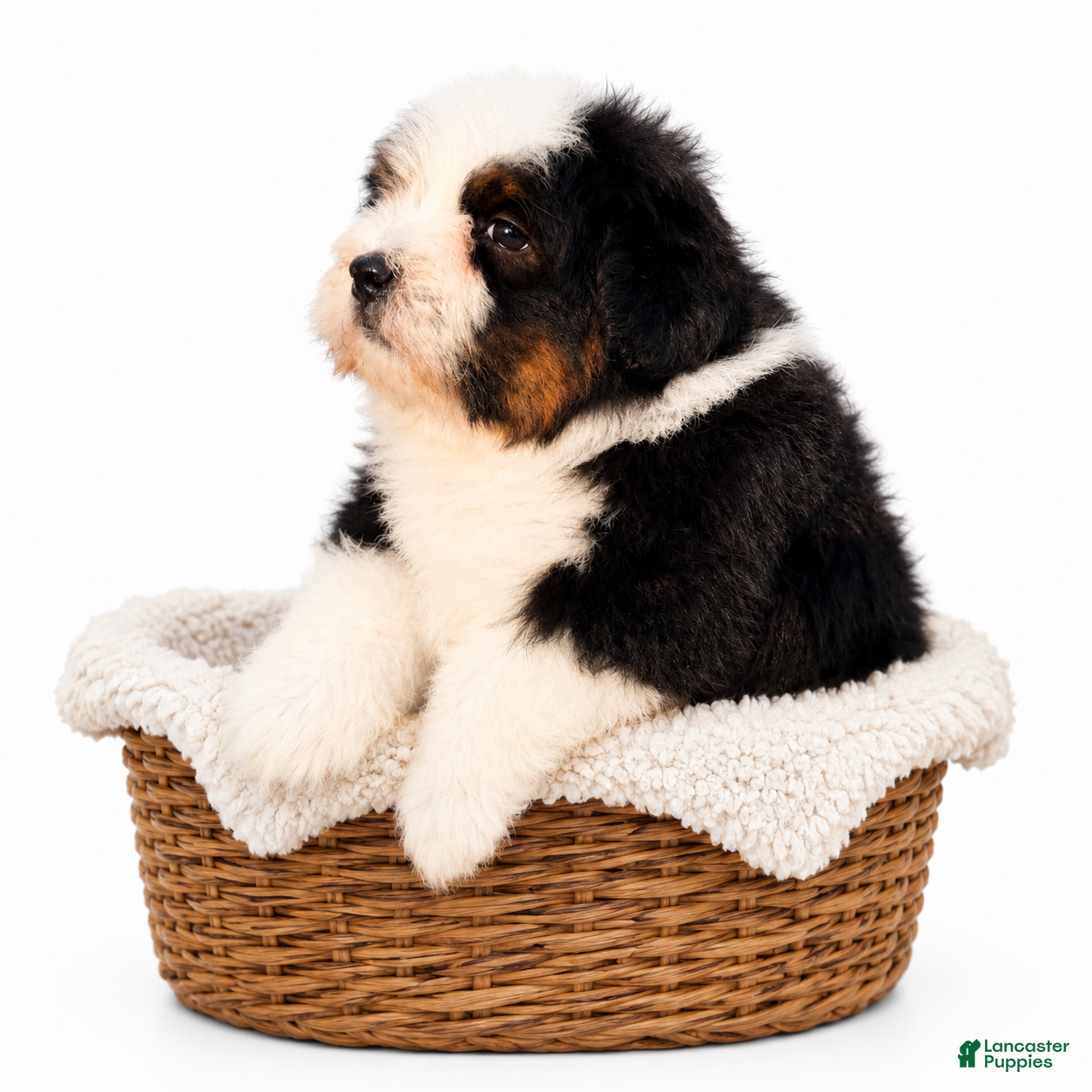 Mini Bernedoodle dogs Mini Bernedoodle male- Topper ( black Tri color) - Ad 2