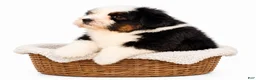 Mini Bernedoodle dogs for sale: Mini Bernedoodle male- Topper ( black Tri color) - Ad 2