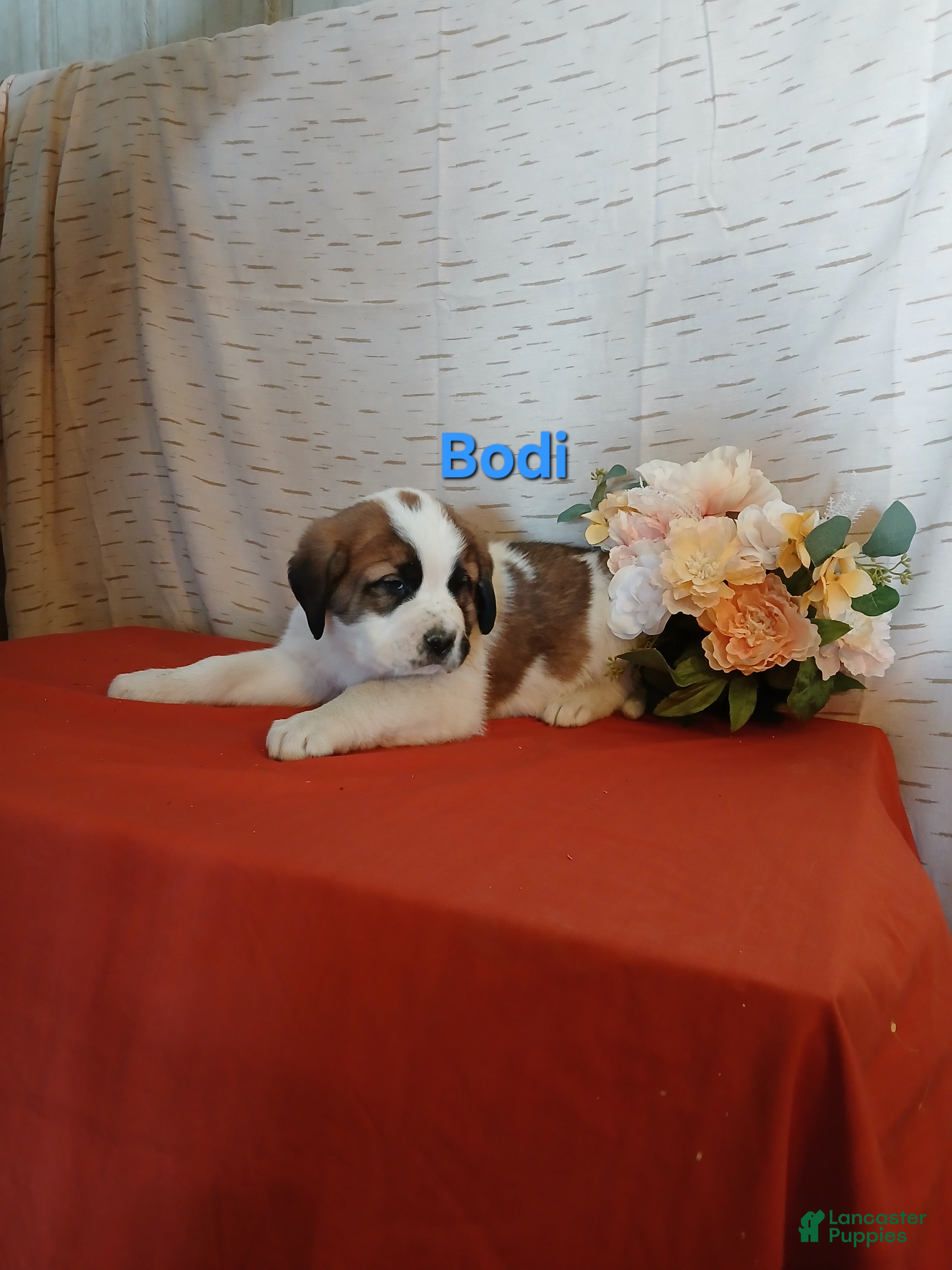 Saint Bernard dogs Bodi - Ad 26
