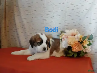 Saint Bernard dogs Bodi - Ad 26