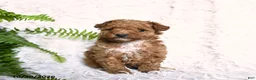 Toy Poodle dogs for sale: Paprika - Ad 2
