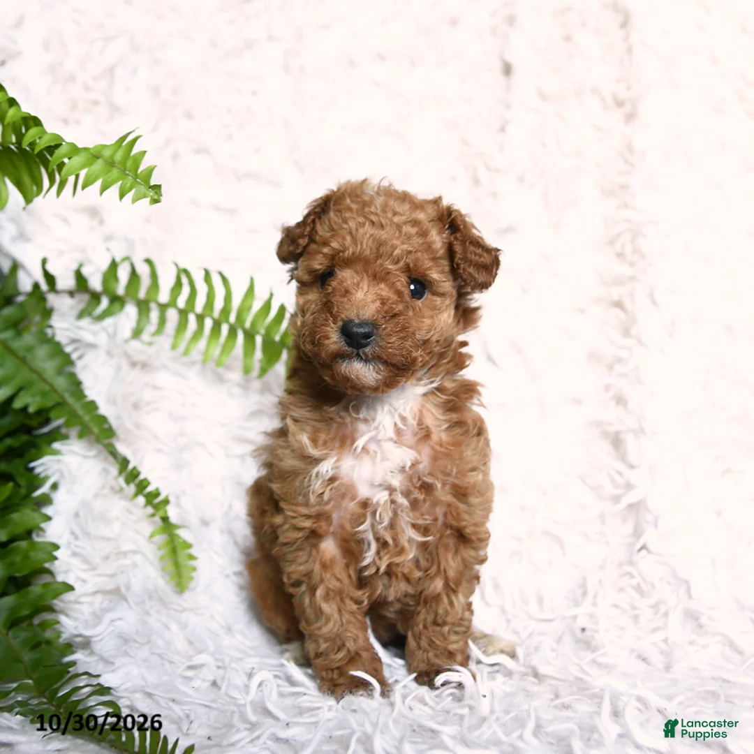 Toy Poodle dogs for sale: Paprika - Ad 2
