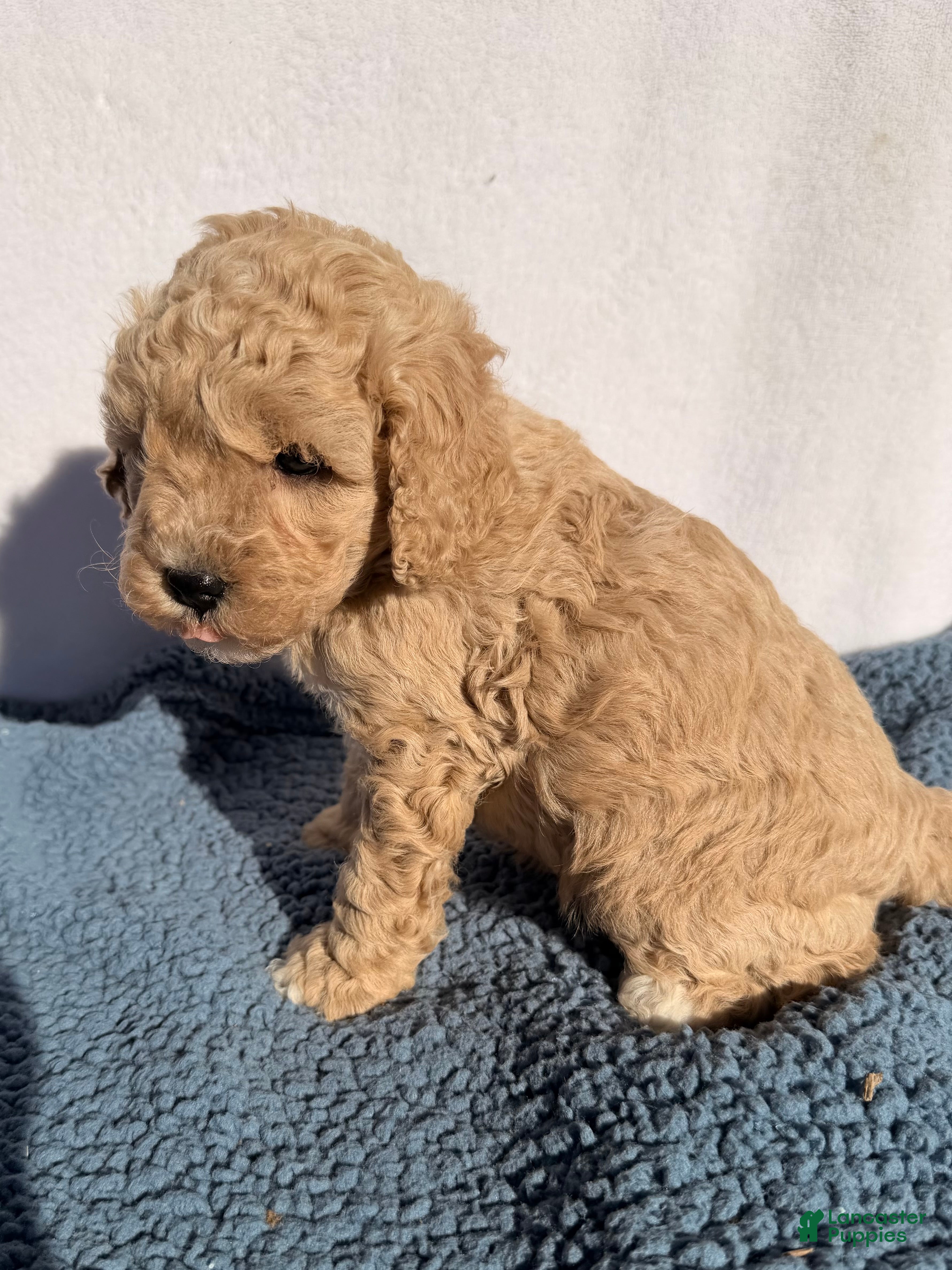 Cavapoo dogs Cooper  - Ad 2