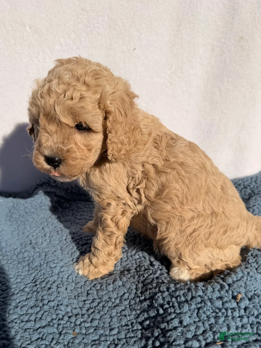 Cavapoo dogs for sale: Cooper  - Ad 2
